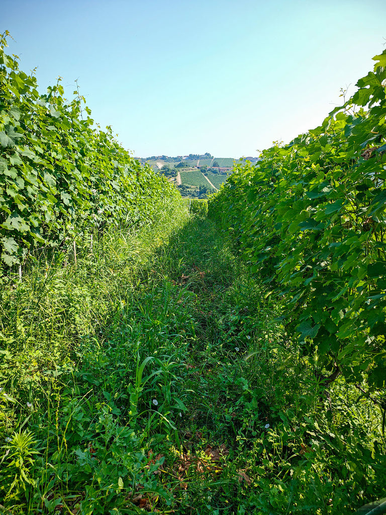 Weinberg von Weingut Bajaj Roero mit Kräutern und Gras zwischen den Weinreben - Artenvielfalt und Nachhaltigkeit