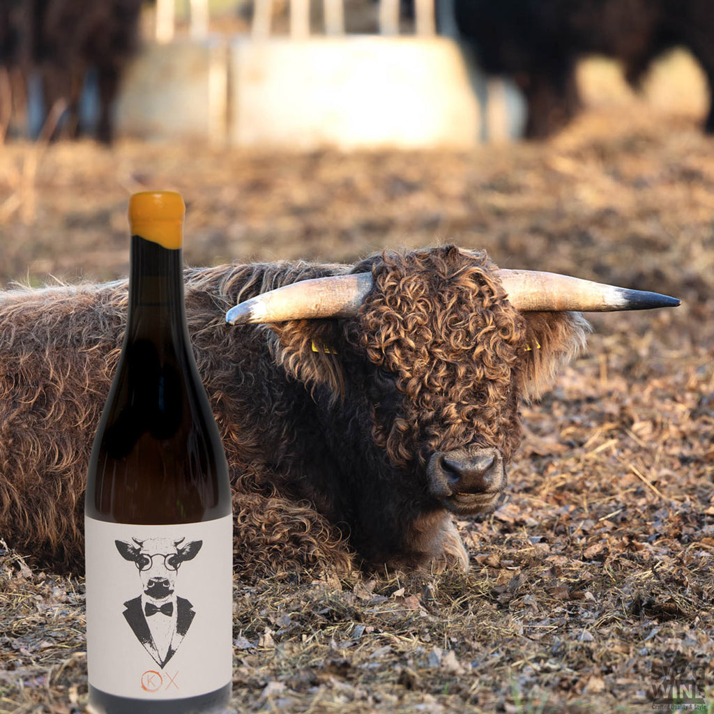 Orange Wein Ox von Weingut Kuhn aus Freiburg - Flasche vor Kuh auf der Weide