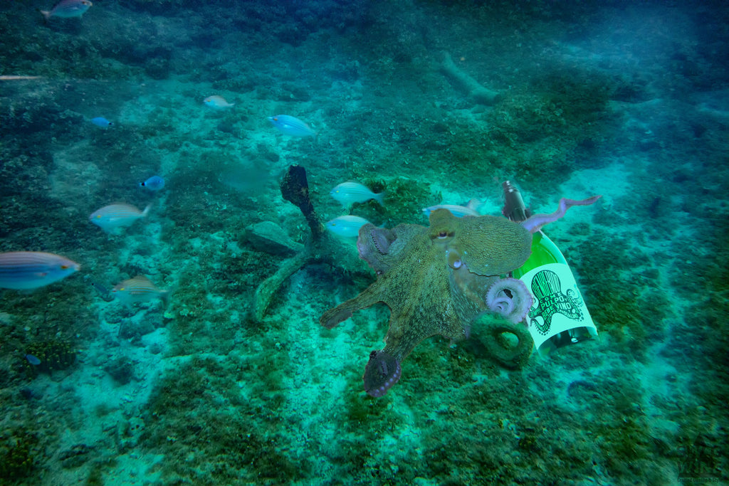Pulpo Albarino - frischer Weißwein aus Spanien - Oktopus hält eine Weinflasche am Meeresgrund