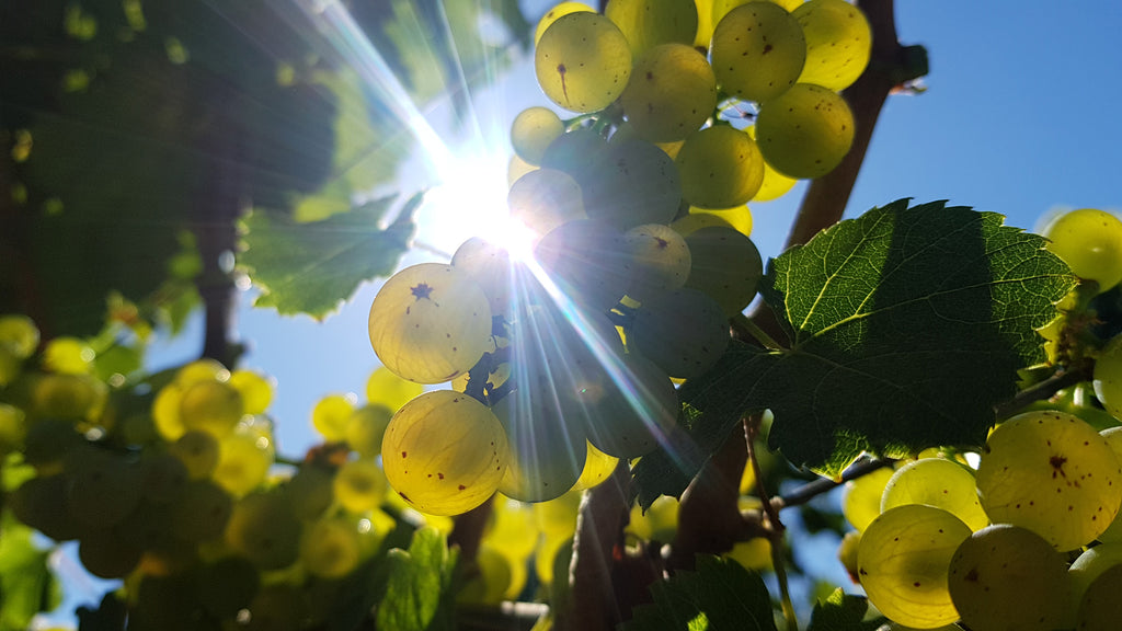 Riesling Trauben im Sonnenschein am Weinstock Weingut Heinrich Spindler Forst Pfalz