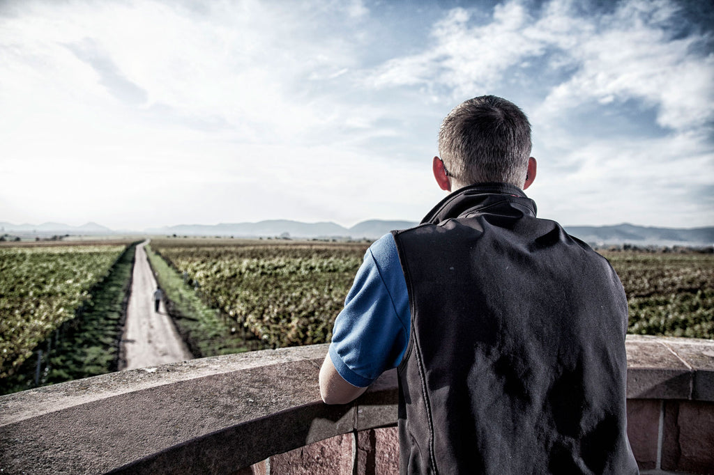Thomas Hörner vom Weingut Hainbachhof - Südpfalz - blickt über die Weinberge