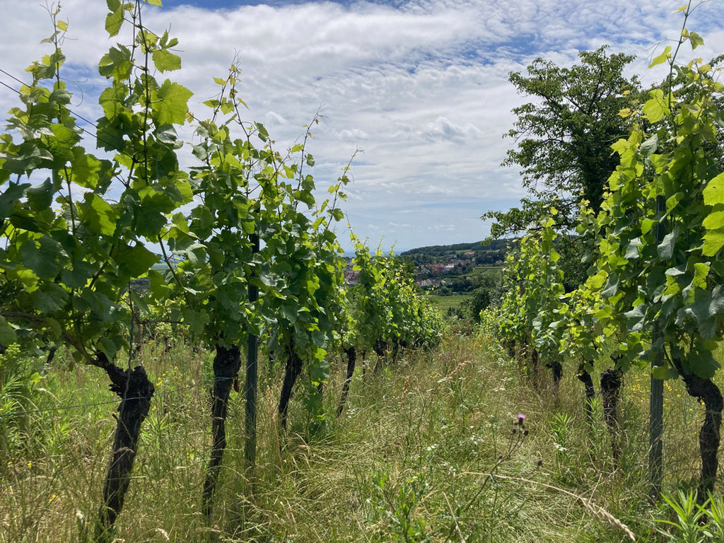 Weinberg des Weinguts Lichti und Astroh in der Pfalz - Rebzeilen mit natürlicher Begrünung