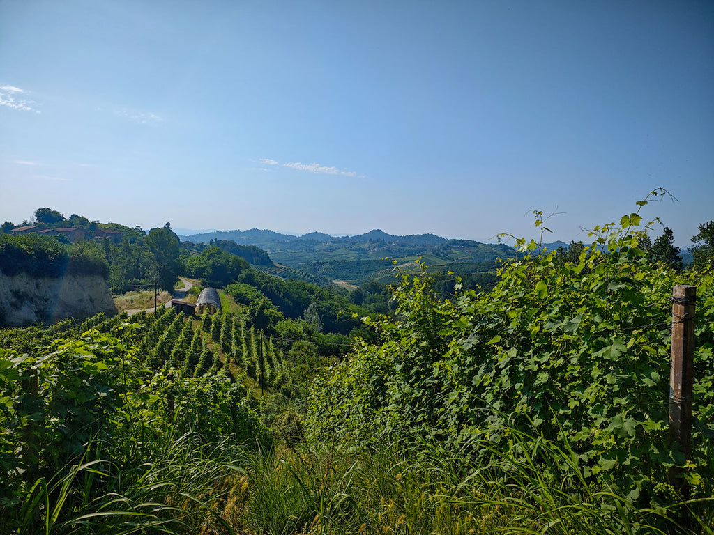 Weingberg vom Weingut Bajaj in der Roero Region im Piemont - ökologischer Weinbau mit Biodiversität