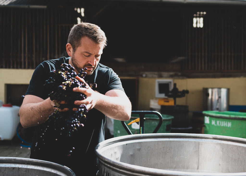 Winzer Florian Kuhn aus Freiburg im Breisgau bei der Traubenwäsche mit Trauben in der Hand