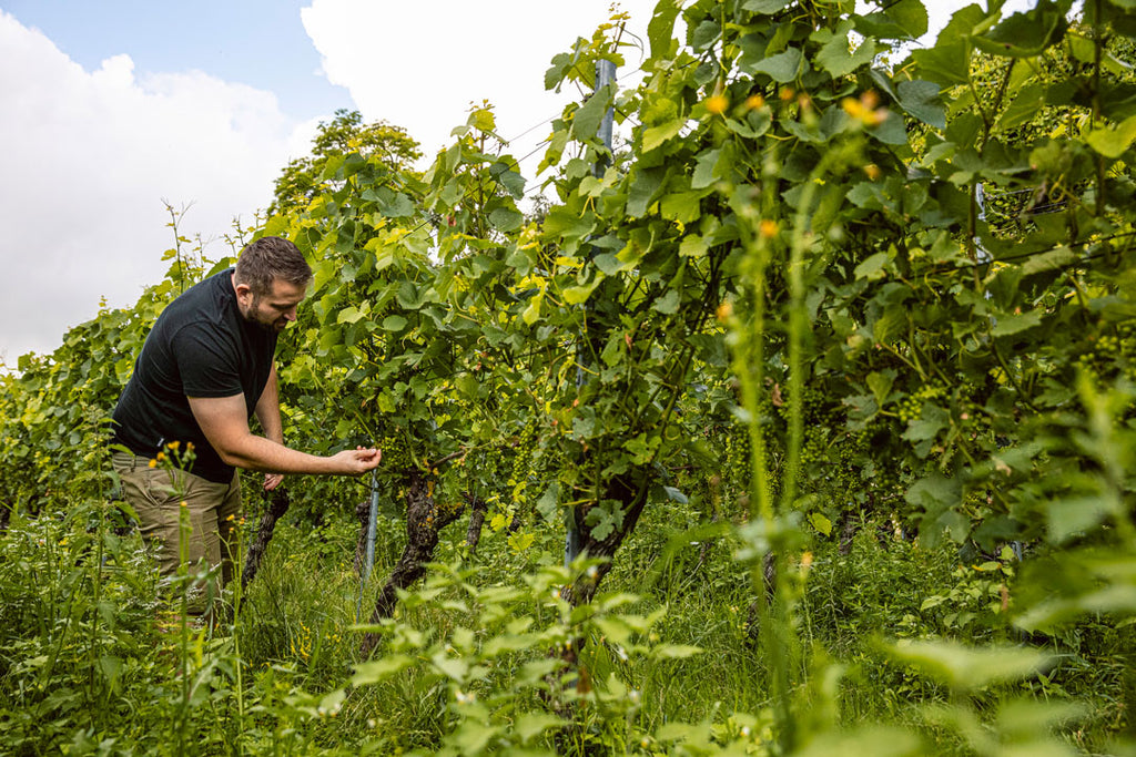 Winzer Florian Kuhn aus Freiburg im Weinberg bei der Kontrolle der Trauben