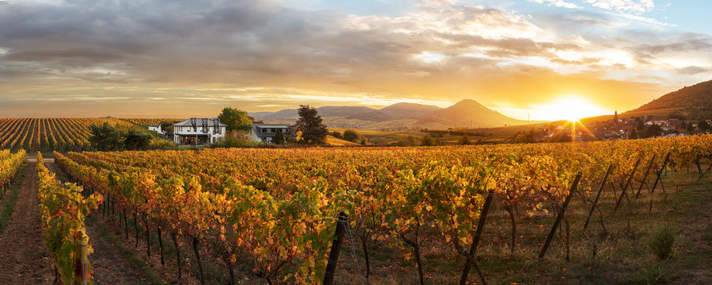Weingut Tina Pfaffmann in der Pfalz mit Weinbergen im Herbst im Sonnenuntergang