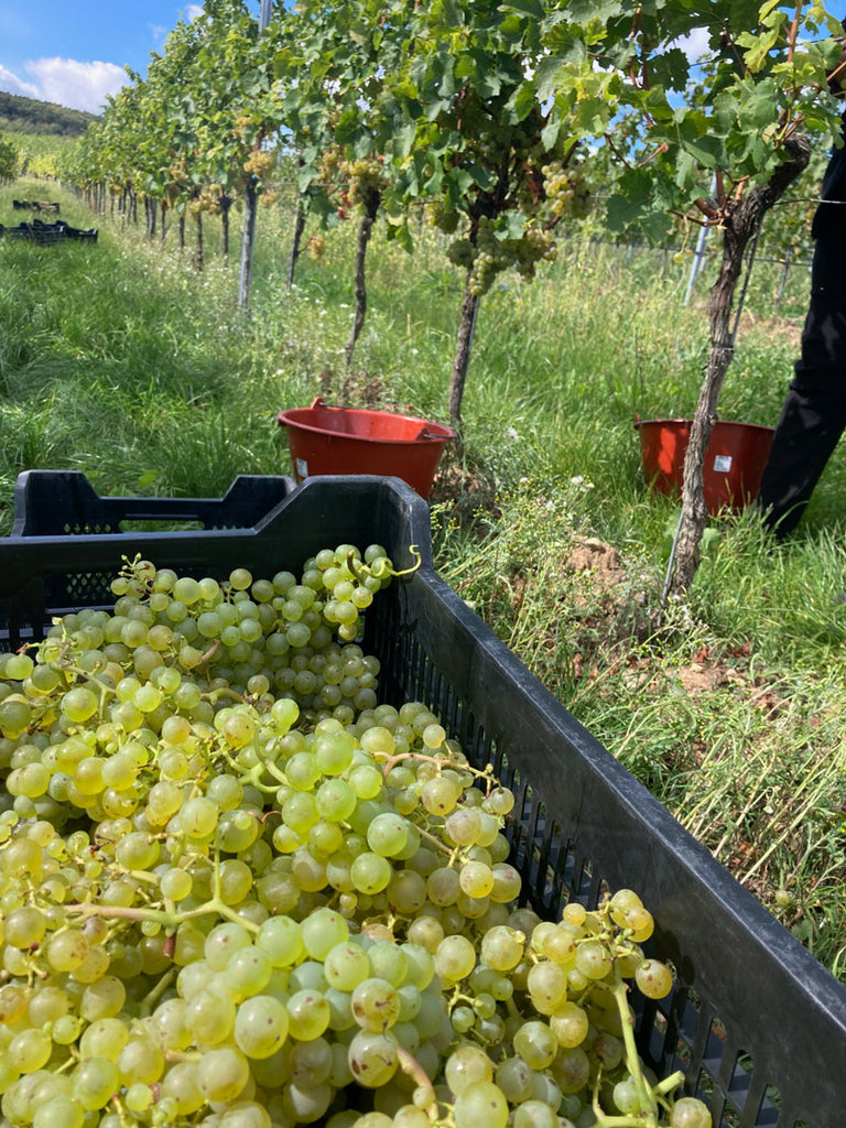 Weinlese im Weinberg des Weinguts Lichti und Astroh in der Pfalz - Weintrauben im Korb