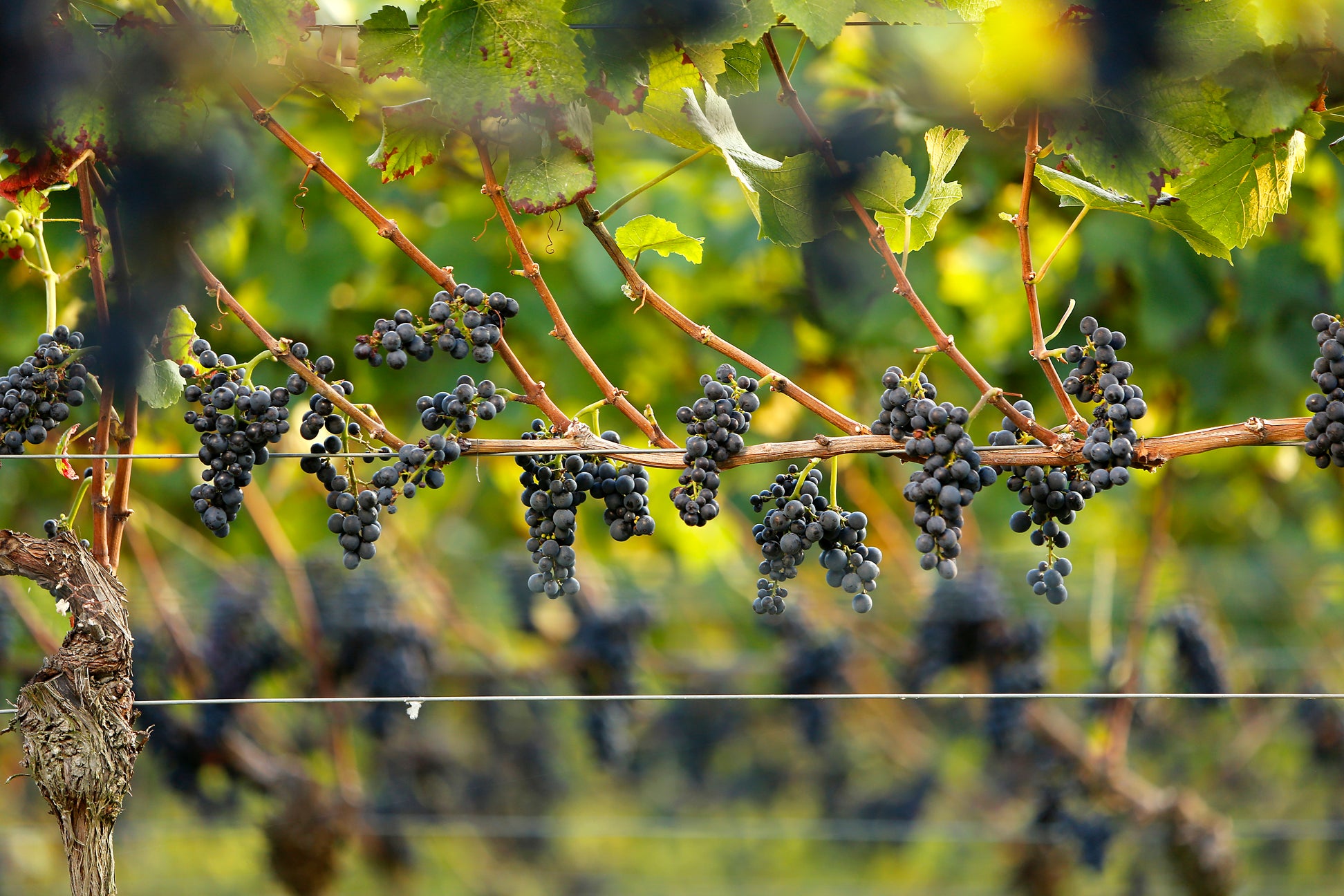 Spätburgunder Pinot Noir Gaisberg Wageck Weine Swagwine Pfalz