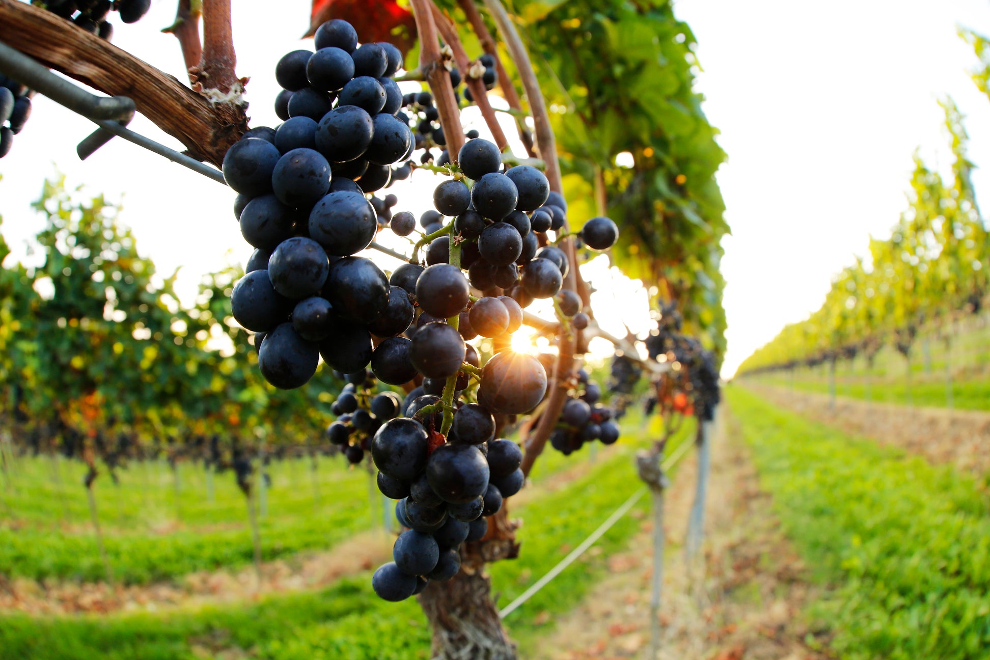 Spätburgunder Pinot Noir Gaisberg Wageck Weine Swagwine Pfalz