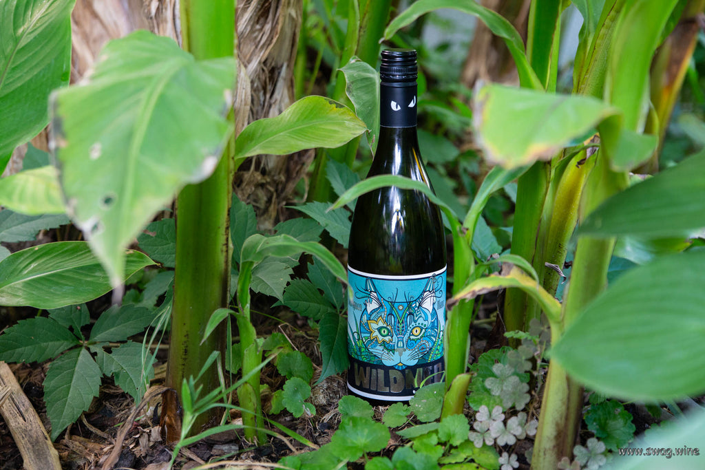Sauvignon Blanc von Weingut Wildner aus Rheinhessen - Flasche mit ägyptisch aussehender Katze in hellblau auf dem Etikett steht unter Bananenpflanzen