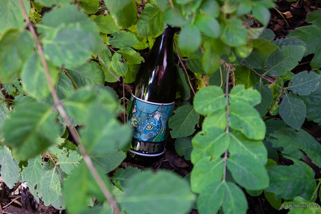 Sauvignon Blanc von Weingut Wildner aus Rheinhessen - Weinflasche mit ägyptischer Katze im Unterholz